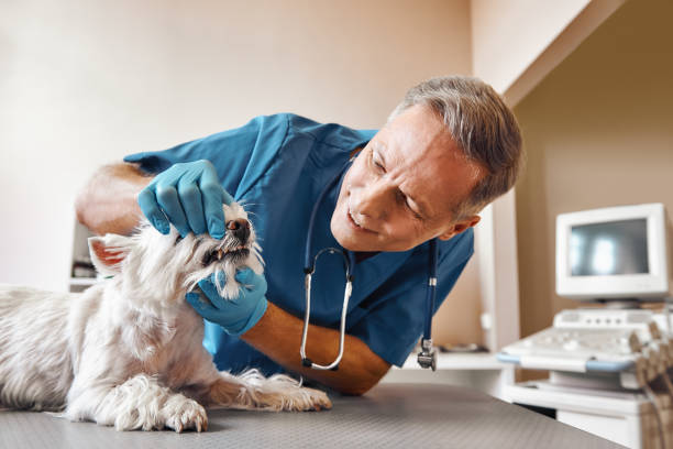 Best Emergency Dental Surgery in Springfield, MN